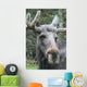 Moose Laying Down Close-Up Wall Decal