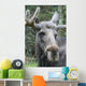 Moose Laying Down Close-Up Wall Decal