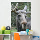 Moose Laying Down Close-Up Wall Decal