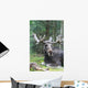 Moose Laying Down Wall Decal