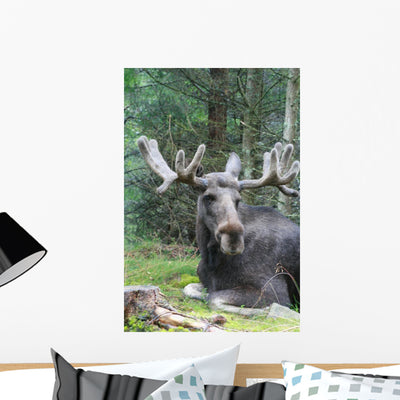 Moose Laying Down Wall Decal shown on a wall