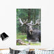Moose Laying Down Wall Decal