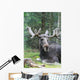 Moose Laying Down Wall Decal
