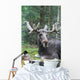 Moose Laying Down Wall Decal