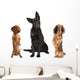 Long Haired Miniature Dachshund Wall Decal