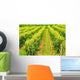 Rows Green Vines Growing Wall Decal