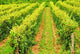 Rows Green Vines Growing Wall Decal