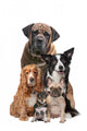 Five Dogs Wall Decal