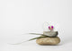 Orchidee Wall Decal