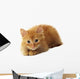 Little Ginger Cat Wall Decal