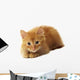 Little Ginger Cat Wall Decal