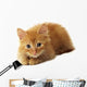 Little Ginger Cat Wall Decal