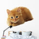 Little Ginger Cat Wall Decal