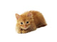 Little Ginger Cat Wall Decal