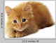 Little Ginger Cat Wall Decal