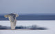 Snowy Owl Flight Distant Wall Decal