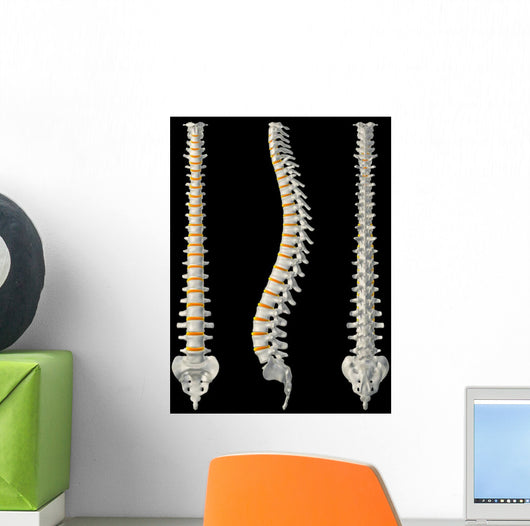 Views Spine Wall Decal