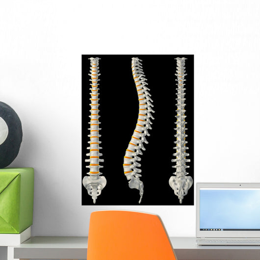 Views Spine Wall Decal