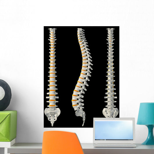 Views Spine Wall Decal