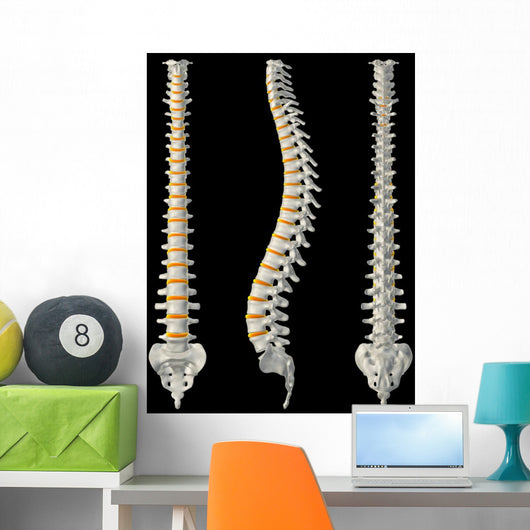 Views Spine Wall Decal