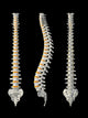 Views Spine Wall Decal