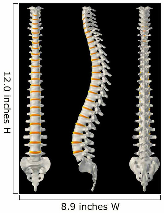 Views Spine Wall Decal