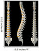 Views Spine Wall Decal