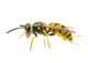 Wasp Wall Decal