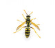 Wasp Top View Wall Decal