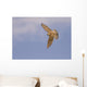 Merlin Wall Decal
