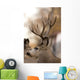 Large Mule Deer Wall Decal