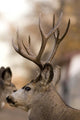 Large Mule Deer Wall Decal