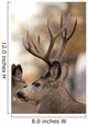 Large Mule Deer Wall Decal