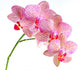Orchid Flower Wall Decal