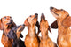 Five Muzzles Dachshund Dogs Wall Decal