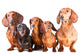 Five Dachshund Dogs Sitting Wall Decal