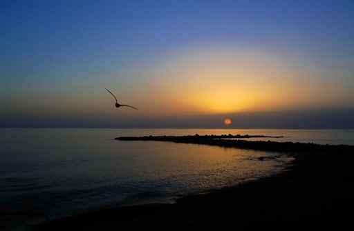 Sunset Bird Wall Decal