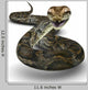 Python Wall Decal