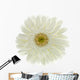 Fleur Blanche Gerbera Wall Decal