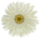 Fleur Blanche Gerbera Wall Decal