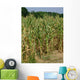Corn Stalks Wall Decal