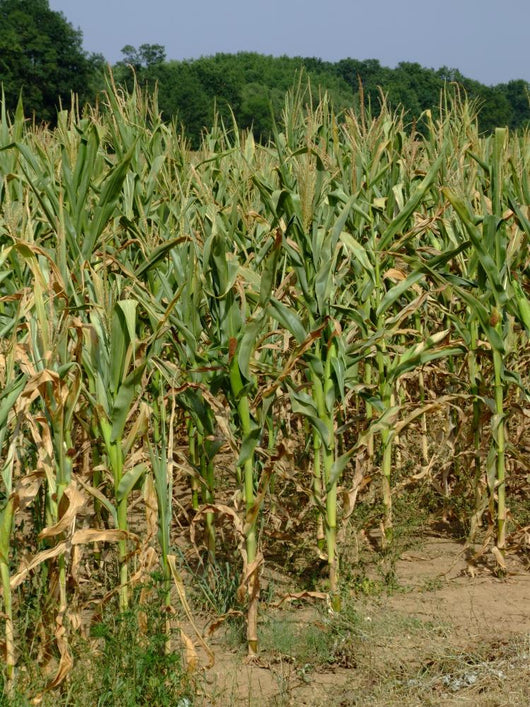 Corn Stalks Wall Decal