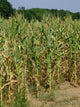 Corn Stalks Wall Decal