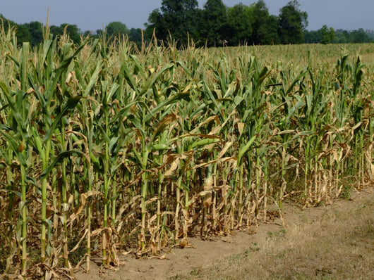Corn Field Wall Decal