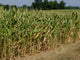 Corn Field Wall Decal