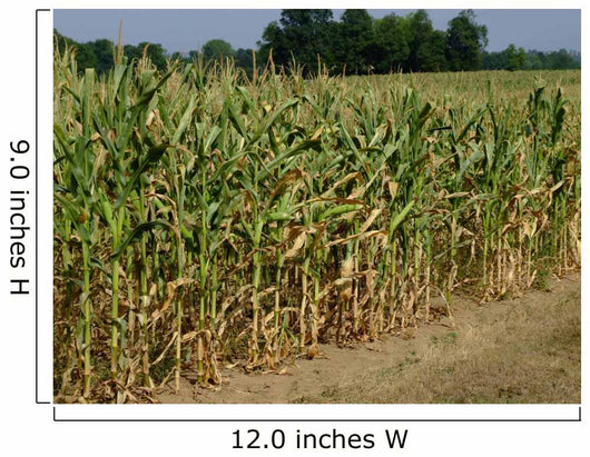 Corn Field Wall Decal