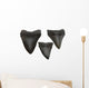 Megalodon Teeth Wall Decal