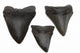 Megalodon Teeth Wall Decal