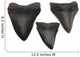 Megalodon Teeth Wall Decal