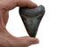Megalodon Tooth Wall Decal